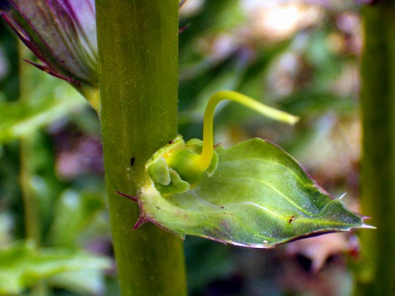 Acanthus mollis / Acanto comune, Branca orsina